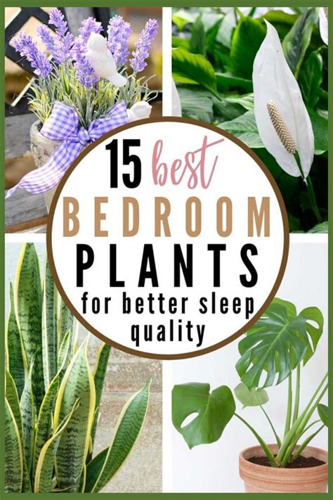 bedroom flowers|best houseplants for bedroom.